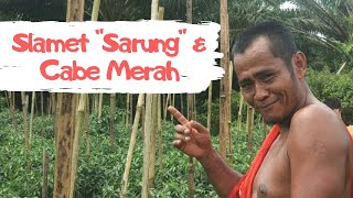 SLAMET "SARUNG" & CABAI MERAH - Sebuah Motivasi Budidaya Hortikultura