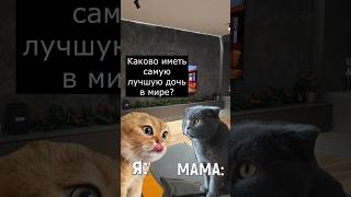 Когда спросил у мамы #мемныекоты #котики #прикол #смех #shorts