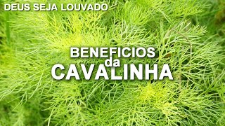 CAVALINHA BENEFICIOS | beneficio de tudo