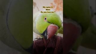 Spoiled parrot🦜🦜♥️♥️ #shorts #tiktok #birds #cute #parrot #short