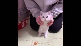 DANÇA DO MOMENTO - THE DANCE OF THE MOMENT #dancing #dança #shorts #shortsfeed #cats #gatos