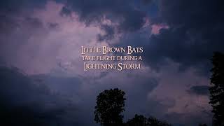 Little Brown Bats Take Flight During Lightning Storm - Listen to Crickets