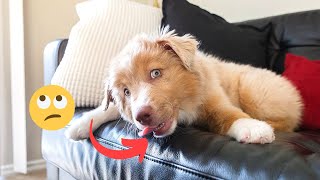 Why does your Dog Lick the Couch?