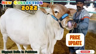 Finally 2022 Ki Sabse Bhari Bachriyon Ki Collection Wo Bhi #Price K Sath || Top 10 Bachriyan Vlog