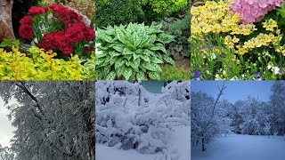 САД В ЦВЕТАХ. ЗИМА- ЛЕТО🌸❄️🌸❄️#сад #flowers #garden #цветы