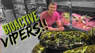 Rarest Viper On Planet Gets An Upgrade | Mangshan Viper | Primitive Predators