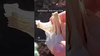 #Garlic Basics - Bulb Versus Cloves #shorts #vegetablegarden