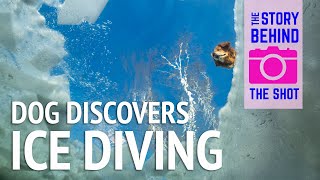 Cute Dog Didcovers Scuba Divers Under Ice