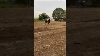 new video 🐎 kathiyawadi Horse whatsapp status