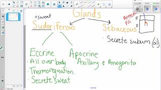 Sudoriferous and Sebaceous Glands