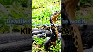 Deadliest snake in the world/ #snake #kingcobra #kingcobrasnake #shortvideo #youtubeshorts