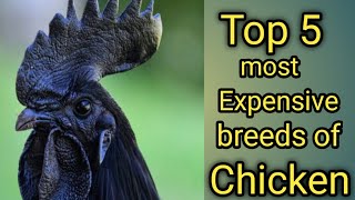 Top 5 most expensive chicken breeds / دنیا کی 5 مہنگی اور نایاب مرغیاں/ top 5 rare breeds of chicken