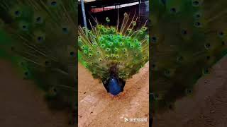 Beautiful peacock 🦚 @ Super Hero Hiren vlogs😘