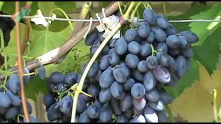 Виноград  Блэк Гранд - сверхурожайный и морозостойкий (Grapes Black Grand)