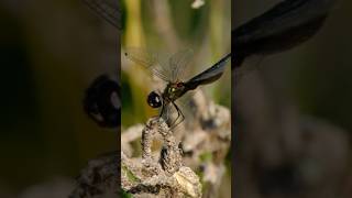 Dragonfly and Damselfly facts