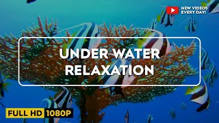 OCEAN of SERENITY ☸ Deep Music for Sleeping, Releasing Anxiety, Stress | Peaceful Underwater Sounds