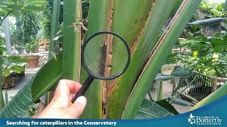 Searching for Owl Butterfly Caterpillars in the Conservatory