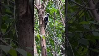 #Hairy #woodpecker #Humber river trail #Toronto #Canada