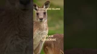 Kangaroo Island: Australia’s Ultimate Wildlife Haven