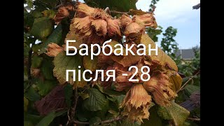 БАРБАКАН. Загрузка врожаєм після непростої зими. Селекція. Штучне запилення