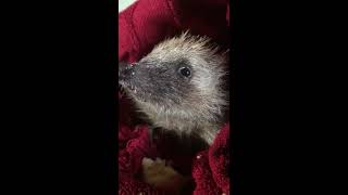 Hérisson qui mange une pomme en musique, il est bien bien bien ! Hedgehog’s desert