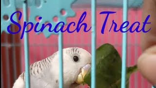 Budgie #whitey eating spinach | love Birds | Budgies