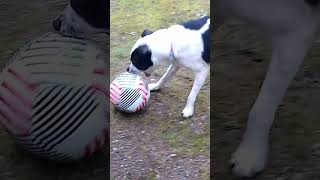 Riley works on her football skills #dog #homestead #pitbull