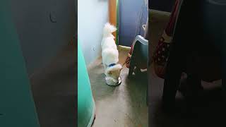 dog video #shortvideo #bollywoodmusic #shortvideo #funny #dance