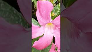 Mandevilla splendens #flowers #shorts