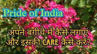 Pride of India अपने बगीचे में कैसे लगाएं और इसकी देखभाल कैसे करें || Detailed video #gardening #fyp