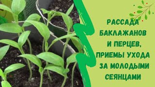 🍆Рассада баклажанов  и перцев, приемы ухода за молодыми сеянцами