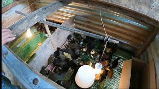 EP - 093 | Duck Eggs Hatching | Produce Ducklings | Duck Farming