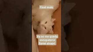 gato asesino  final malo