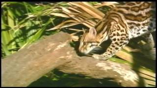 Ocelot Festival Promotes Protection of Endangered and Elusive Cat