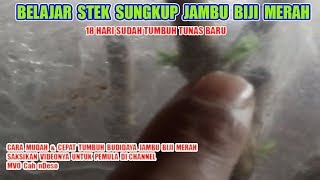 BELAJAR NYETEK SUNGKUP #JAMBU BIJI MERAH 18 HARI TUMBUH TUNAS BARU