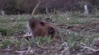 Dog Park Groundhog