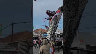 Ular Cobra raksasa Karnaval 17 agustusan #karnaval #hutri #urangsunda #fypシ゚viral #fypyoutubeshort