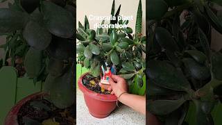 Buddha under crassula plant#कुबेराक्षी plant#jade plant decoration idea#lucky plant#shorts