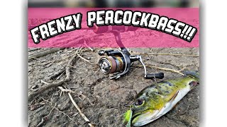 Frenzy PeacockBass Guys!! #ULTRALIGHFISHING #Daiwa #PeacockBass #Frenzy #Pkp3. 0