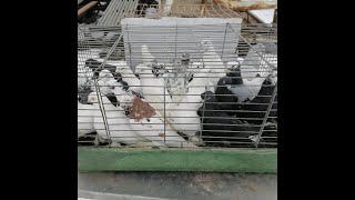 Голуби Михаила ,различие пород !! Специально для подписчиков канала .#pigeons#голуби#