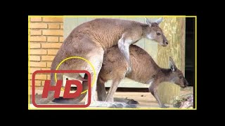 Birth of animal - animal life mating or breeding compilation !!!