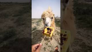 Camel eating break #camel #shorts #cute