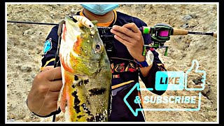 Bersama TeamSeahawk mencari Peacock Bass #47 #fyp #fypシ #fyptiktok #fishing #ultralightfishing