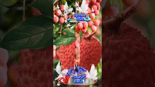 lychee fruit/#lychee #fruit #funplay #shortvideo #youtubeshorts