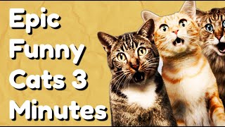 Epic Funny Cats 3 Minutes