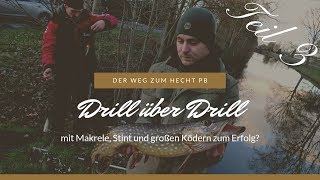 DRILL über DRILL beim ANGELN auf HECHT mit großen KÖDERN|Makrele und Stint zum PB? | MadenBaden