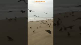 BLACK DRONGO IN COLVA BEACH|SOUTH GOA INDIA|MONSOON SEASON