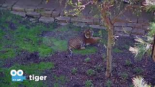 Zoo Cam - Tiger Cam Episode 2