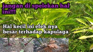 Permasalahan kapulaga yang kadang di spelekan petani||padahal efek nya bahaya!!