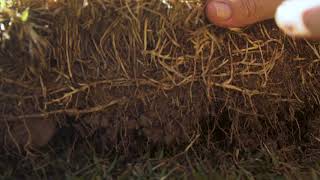 Dethatching Your Lawn